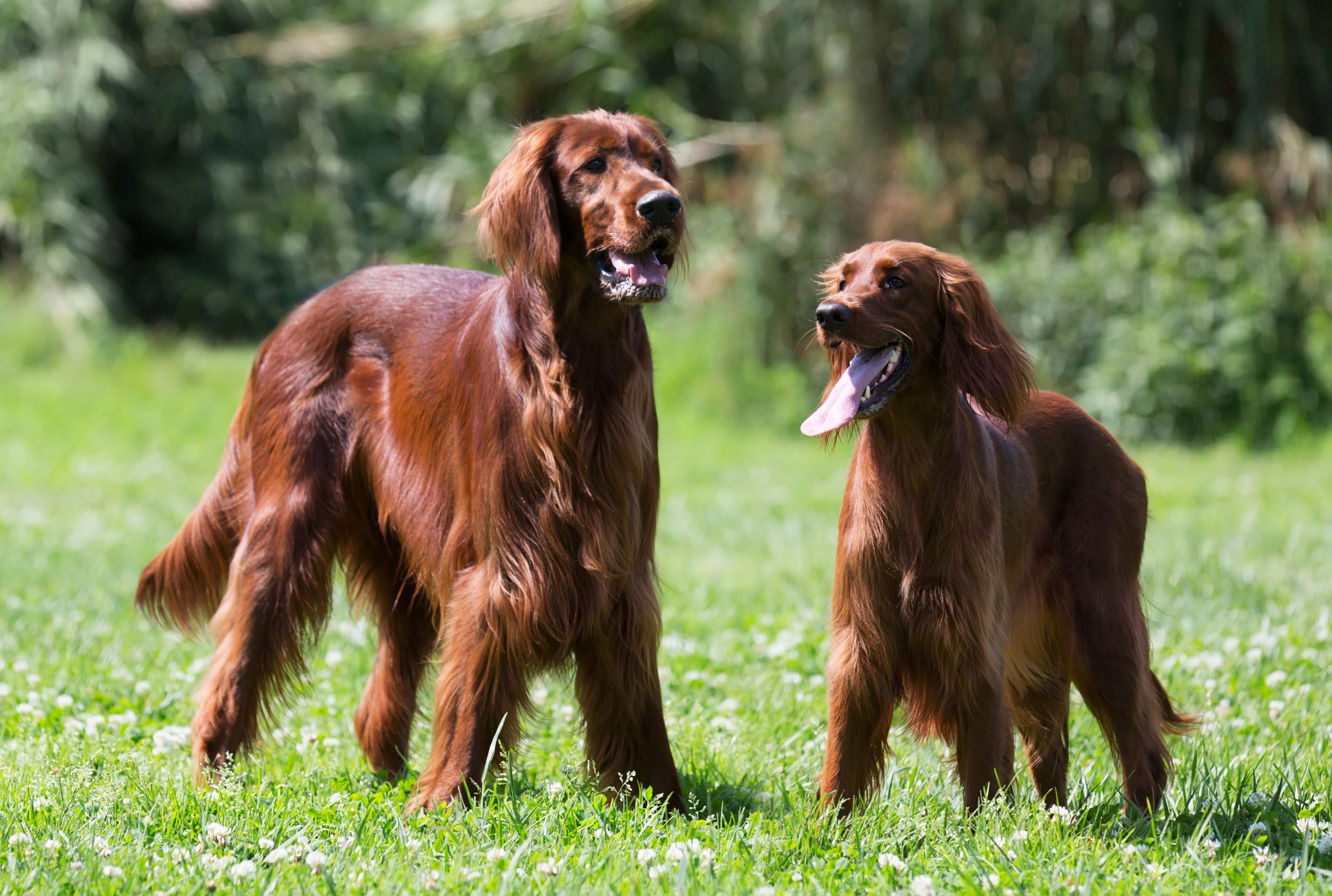 Two Irish Setters standing on grass
