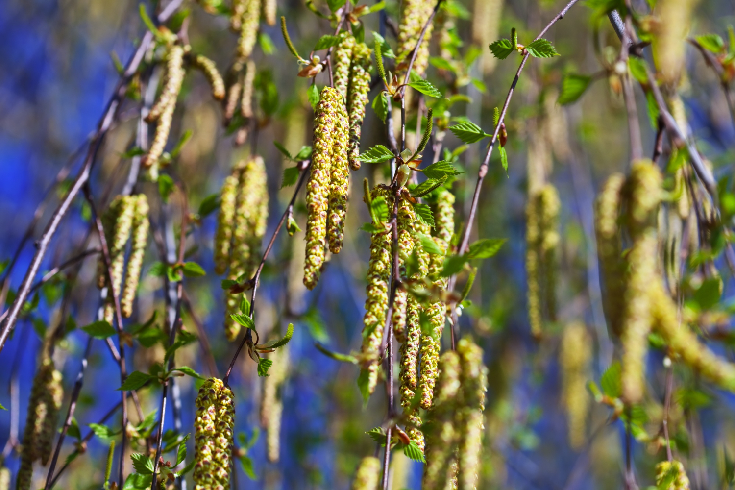 Birch branches in spring, береза, пыльца, аллергия