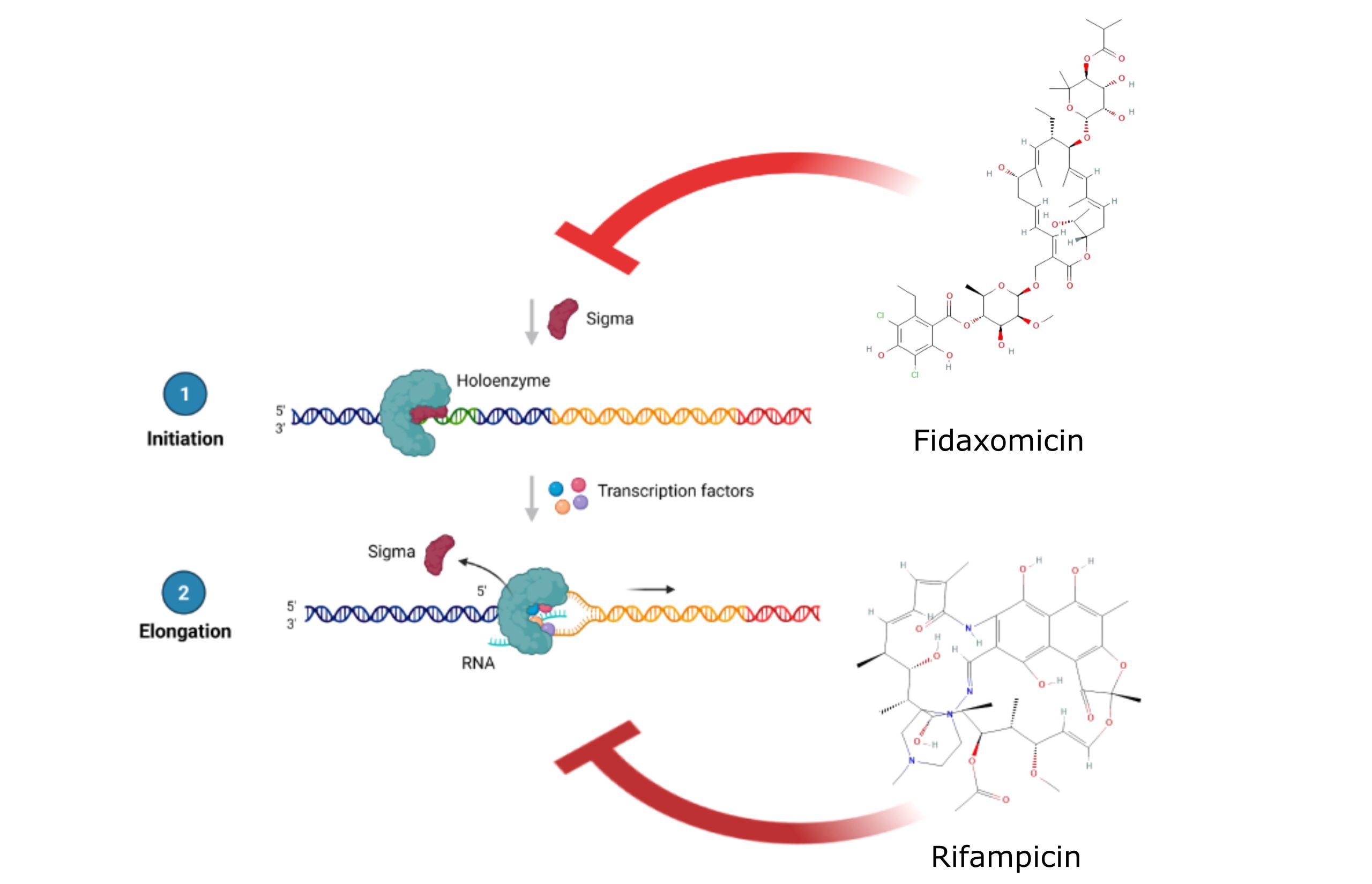Inhibiting Bacterial RNA Synthesis