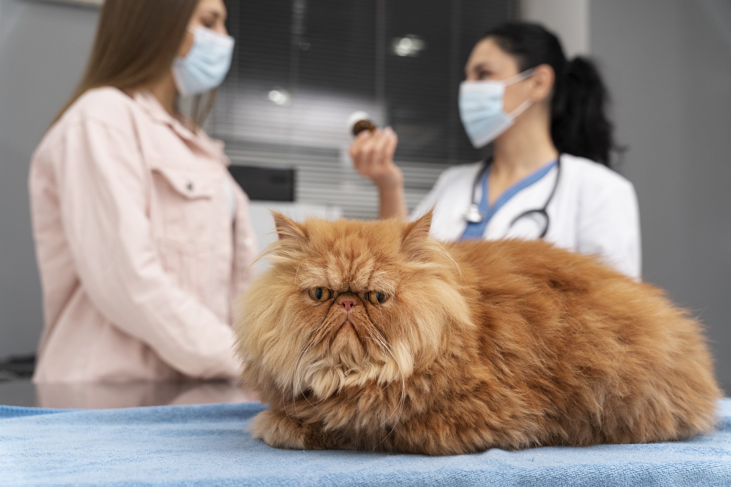 Как зовут ветеринара. Ветеринарная клиника Айболит Гидростроитель. Базедова болезнь клиника. Приспособления у кошки температура.